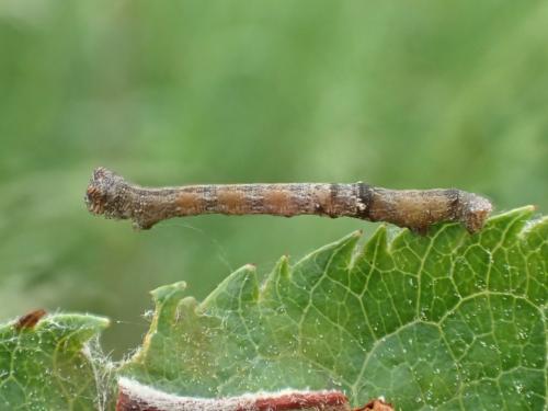Réf. 359 613 : Biston strataria